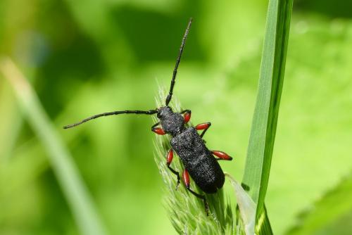 Ropalopus femoratus